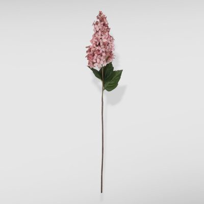 Faux Cone Hydrangea, Sunset